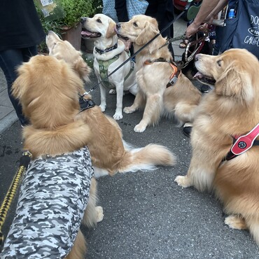 ゴールデン祭り