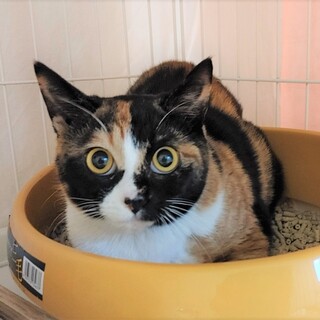 お転婆娘チコ。6月4日（日）譲渡会に参加！