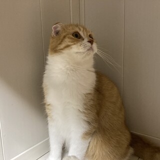 スコティッシュフォールド