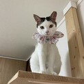キュートな見た目が魅力的！な姉妹猫です！