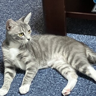 妖精みたくかわいいジェラトーニ似のアクちゃん