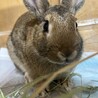 人懐っこいうさぎの子です サムネイル4