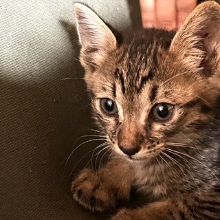 ☆イケメンの男の子・りりしいです☆