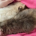 メス1歳メス5ヶ月