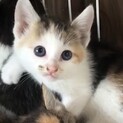授乳から人と一緒・懐っこくて甘えっ子のりん姫