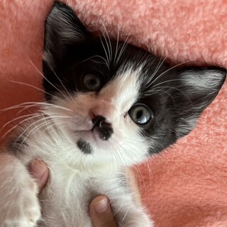 甘えん坊でなでてほしい男子⭐︎りつ