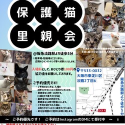 子猫だらけの里親会！★