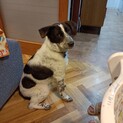 ラヴィ君