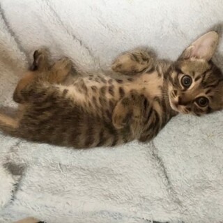 ※募集一時ストップします　■甘えたキジ　とら豆君