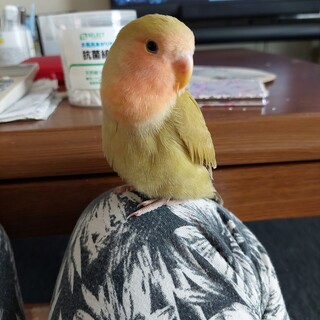 インコ里親募集