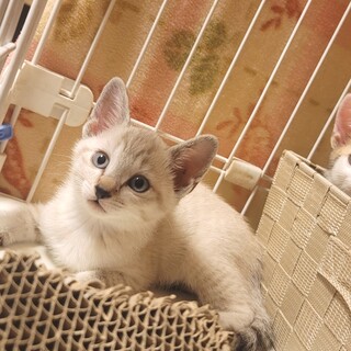 シャムMIX、甘えん坊ちゃん