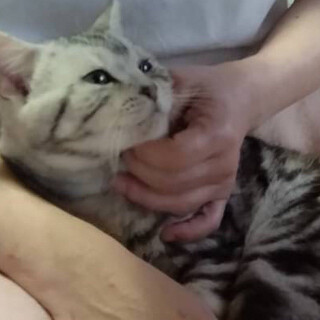 好奇心旺盛、元気な甘えん坊アメショーのジャック