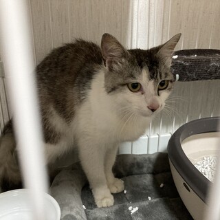 人馴れしてるサバ白の男の子