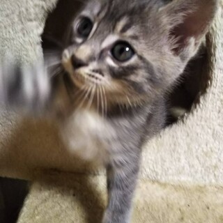 生後約1ヶ月のぐれちゃん♀