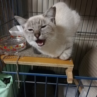 トイレしつけ済み　可愛い元気な女の子です。