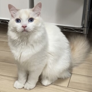 ラグドールの仔猫ちゃん