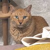 じー…
