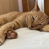 ぐでん