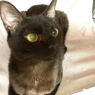 控えめな黒猫のマール