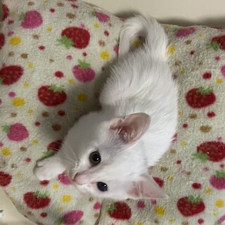 幸運のシンボルしろねこ