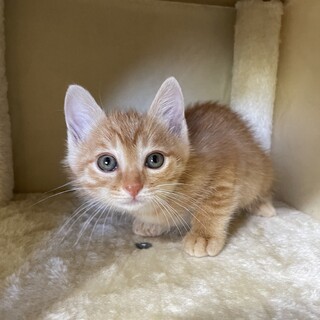 【兄弟譲渡②】茶トラちゃん