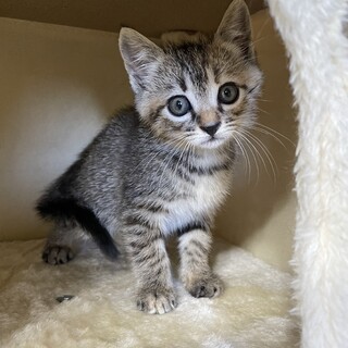 【兄弟譲渡②】茶キジのトラちゃん