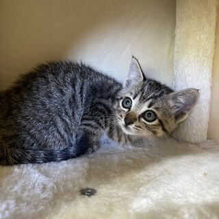 【兄弟譲渡②】キジトラちゃん（メス？）