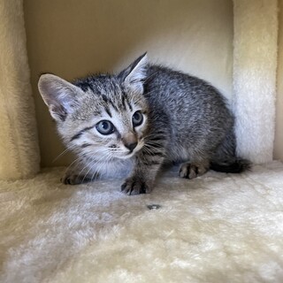 【兄弟譲渡②】キジトラちゃん（オス？）