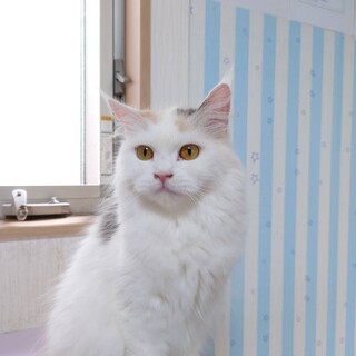 マンチカン足長女の子里親募集です