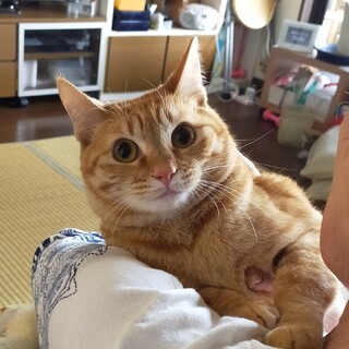 ほんわか茶とらの女の子★珍しいよ★