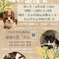 猫の譲渡会 @犬山市福祉活動センター
