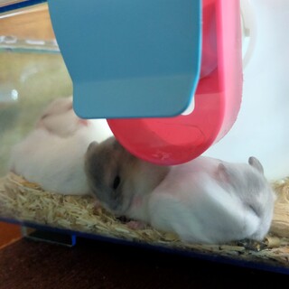 ハムスターの赤ちゃん