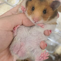 ゴールデンハムスター