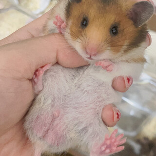 ゴールデンハムスター