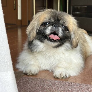 おうち探しのペキ子ちゃん