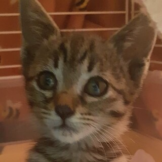 お転婆で遊ぶの大好き☆ピノちゃん！