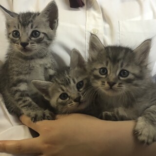 縦縞の可愛い子猫三兄弟★生後1～1.5か月★岐阜～