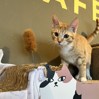 史上最強のﾌﾚﾝﾄﾞﾘｰ『麦太(むぎた)』