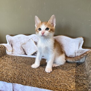 強がりなやんちゃBOY『ソイ』