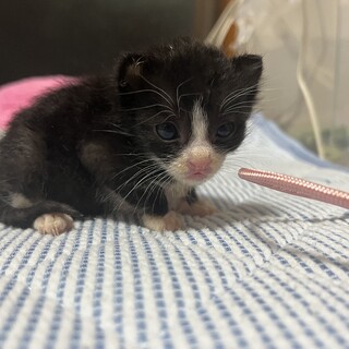 離乳後に落ち着いてから譲渡です。