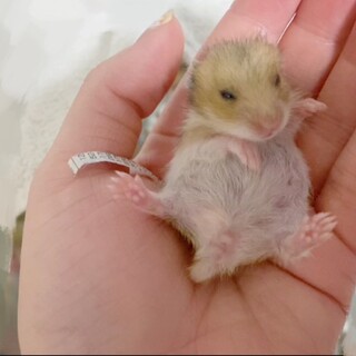 ゴールデンハムスターの赤ちゃん2匹
