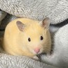 ゴールデンハムスターの赤ちゃん2匹 サムネイル4