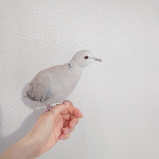 手乗りサイズでかわいいです。よろしくお願いします。