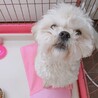 1歳6ヶ月くらい。普段の見た目に近い。