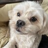 5歳前。トリミング後はお目目がちゃんと見えます。