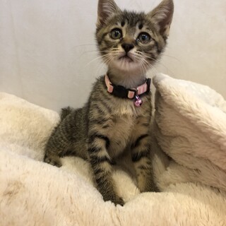 猫慣れ、人慣れしています。