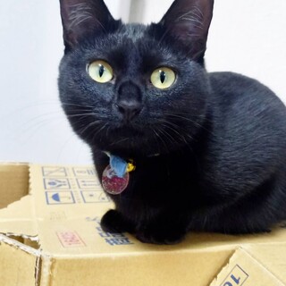 お膝大好き　ポポちゃん