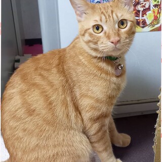 マイペース　ナッパくん