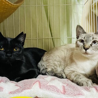 【お見合い歓迎】こりんちゃん♡ここあちゃん