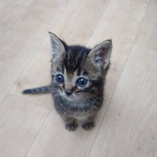 キジ&サバ兄妹♡ミルクも人も大好き